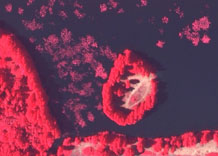 Аерофотозйомка: Острів на озері - кольоровий інфрачервоний знімок