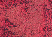 Аерофотозйомка: Ліс повалений вітром - кольоровий інфрачервоний знімок