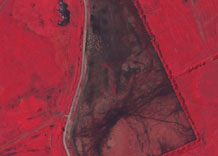 Аерофотозйомка: Стадо на пасовищі - кольоровий інфрачервоний знімок